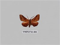 藏品(尺蛾297)的圖片